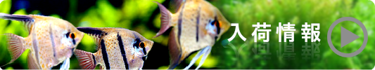 熱帯魚入荷情報