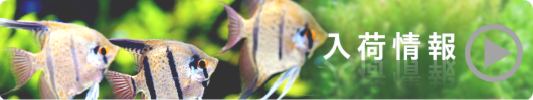 熱帯魚入荷情報