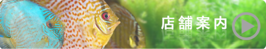 熱帯魚入荷情報