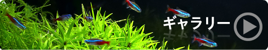 熱帯魚入荷情報