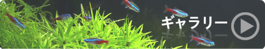 熱帯魚入荷情報